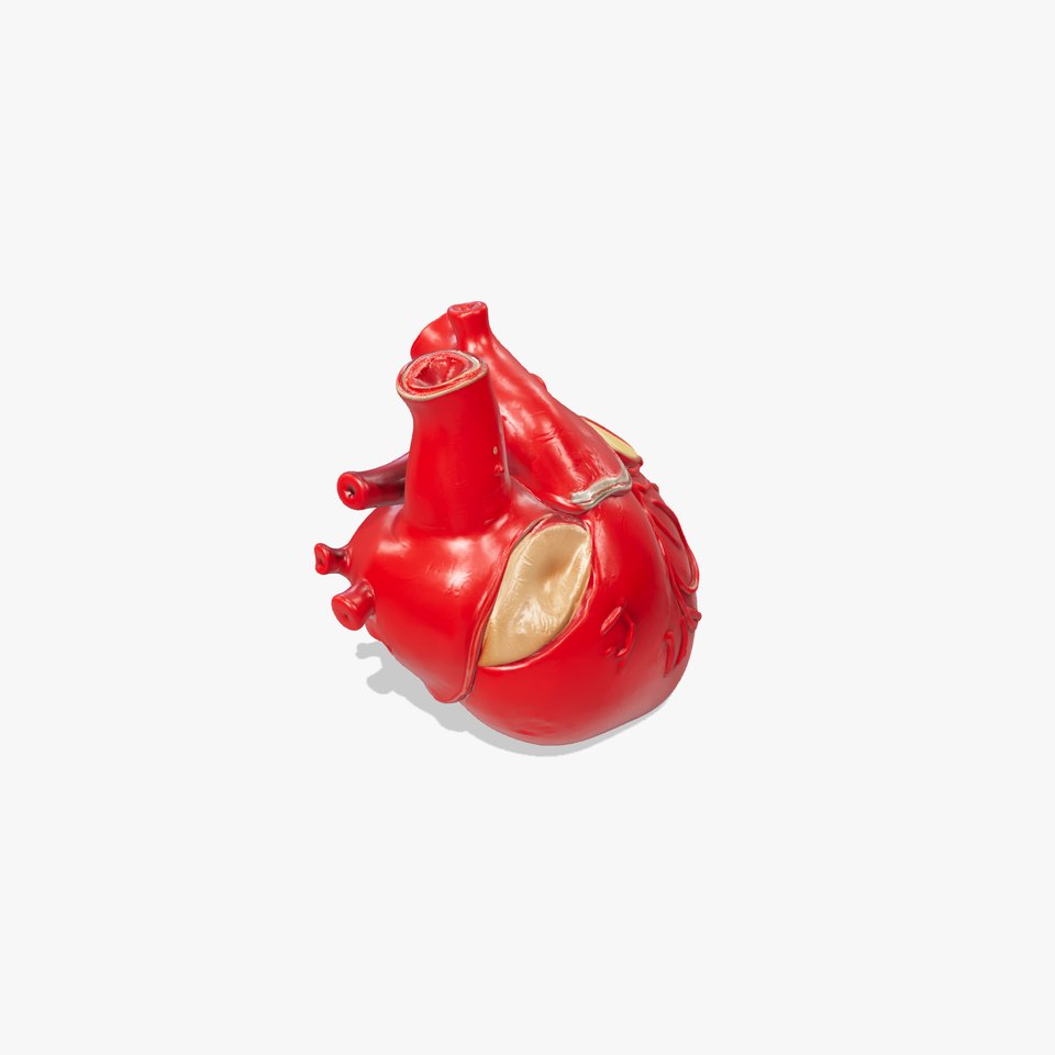 Detailed Heart Anatomy Model Pack